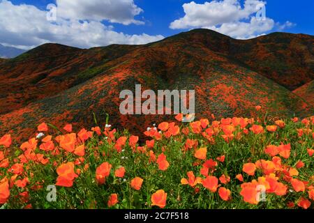 Poppy flowers, Walker Canyon Conservation Area, Lake Elsinore, Riverside County, California, USA Stock Photo