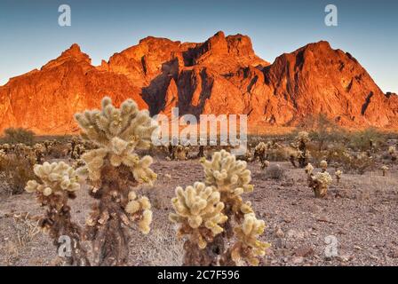 Kofa Mountains in Sonoran Desert, teddybear cholla in foreground, Palm Canyon opening in center, sunset, Kofa National Wildlife Refuge, Arizona, USA Stock Photo