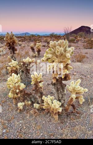 Winter sunrise at Sonoran Desert with Trigo Mountains in distance near Palm Canyon at Kofa National Wildlife Refuge, Arizona, USA Stock Photo