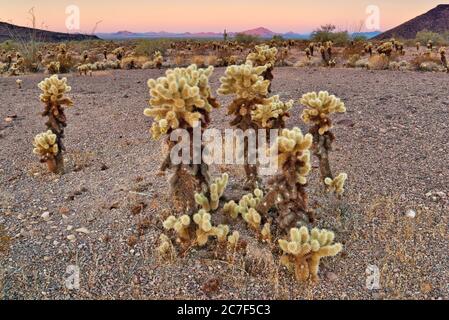 Winter sunrise at Sonoran Desert with Trigo Mountains in distance near Palm Canyon at Kofa National Wildlife Refuge, Arizona, USA Stock Photo