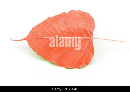 Sacred fig leaf (Ficus religiosa L. , Pipal Tree, Bohhi Tree, Bo Tree, Peepul )  on white background Stock Photo