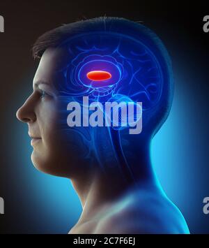 Lateral Globus Pallidus Illustration Stock Photo Alamy