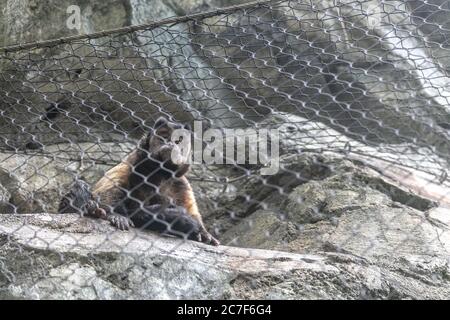 Monkey surrounded by rocks behind the chain-link fences in a zoo Stock Photo