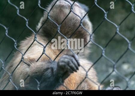 Closeup of a monkey behind the chain-link fences in a zoo with a blurry background Stock Photo