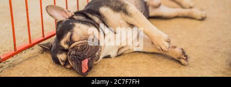 Funny dog with tongue hanging out sleeping on the floor BANNER, LONG FORMAT Stock Photo