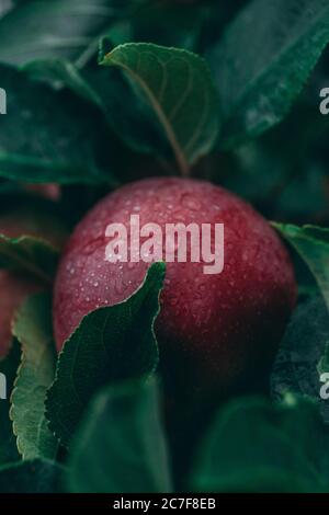 Vertical closeup shot of a red apple with green leaves covered with dewdrops Stock Photo