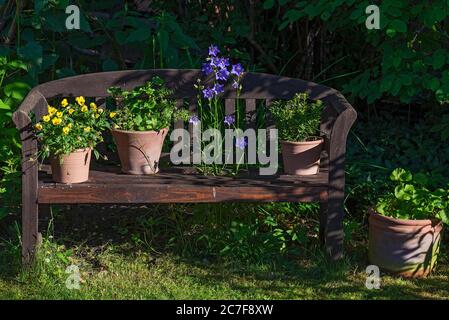 Flower pots with plants on a garden bench, Bavaria, Germany Stock Photo