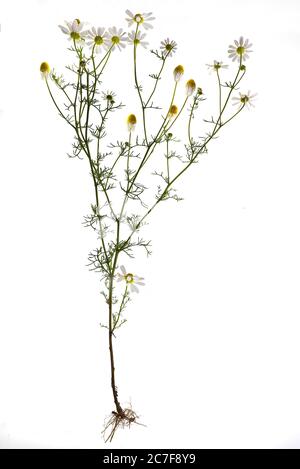 German chamomile (Matricaria chamomilla) on white background, Germany Stock Photo