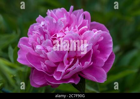 Pink flower of a European peony (Paeonia officinalis), Germany Stock Photo