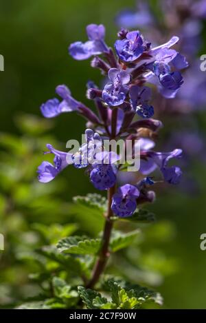 Catnip (Nepeta cataria), Bavaria, Germany Stock Photo