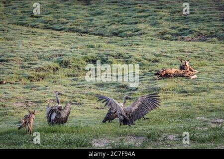 Fox, two eagles and two dogs in a grassy field - three different powers in one place Stock Photo