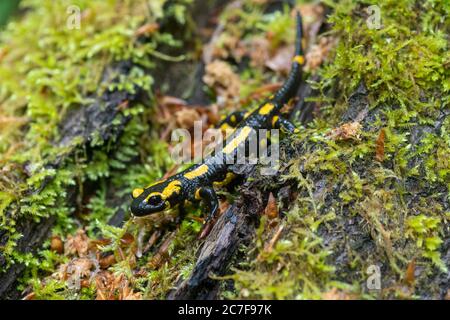 Fire salamander (Salamandra salamandra) on mossy tree trunk, Hesse, Germany Stock Photo