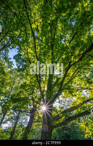 Sun shines through Oak (Quercus), tree, treetops, Upper Bavaria, Bavaria, Germany Stock Photo