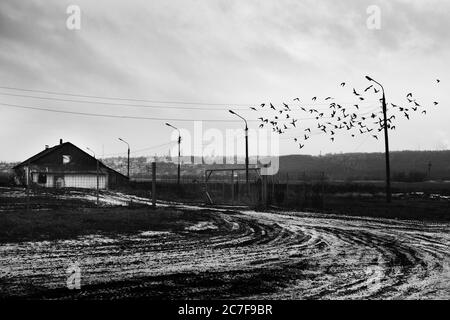Greyscale shot of a flock of birds flying over a snowy road near a wooden cabin Stock Photo