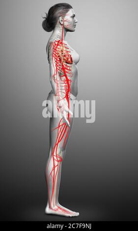 3d rendered medically accurate illustration of Female arteries Stock Photo