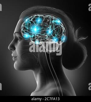 3d rendered illustration of the female brain Stock Photo - Alamy
