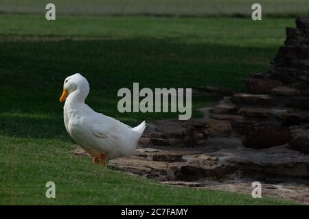 Scenery of a cute white Pekin Duck hanging out in the middle of the park Stock Photo