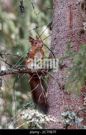 Vertical shot of a cute squirrel hanging out in the middle of the forest Stock Photo