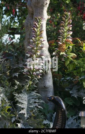 Acanthus flowers growing under tree in a garden Stock Photo