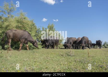 Water buffalo (Bubalis murrensis) on Ermakov island, Ukraine. One year ...