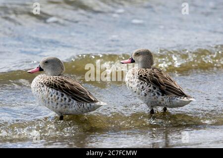 Cape teal (Anas capensis) standing Near water. Teals are dabbling ducks that filter water through their bills to feed on plant and animal matter. Phot Stock Photo