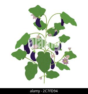 Eggplant. Vector illustration. Branch with eggplant, inflorescence and leaves Stock Vector