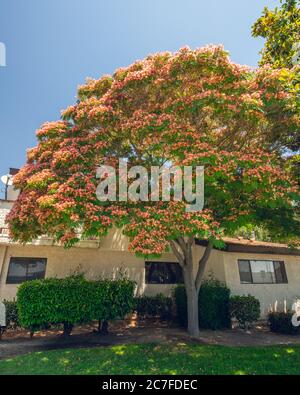 Persian Silk Tree Or Pink Silk Tree Albizia Julibrissin Evergreen Tree With Beautiful Pink Flowers A Popular Ornamental Tree In The Home Landscape Stock Photo Alamy Persian Silk Tree Or Pink Silk Tree Albizia Julibrissin Evergreen Tree With Beautiful Pink Flowers A Popular Ornamental Tree In The Home Landscape Stock Photo Alamy