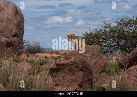 Lone Lioness (Panthera leo) Photographed in the wild Stock Photo