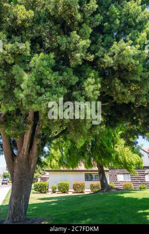 Under the big tree. Looking up the trunk of a Podocarpus tree, a beautiful tall evergreen tree Stock Photo