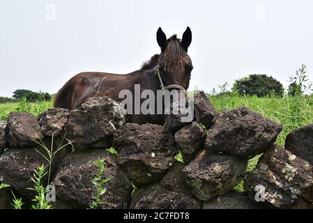 Black horse standing in a grassy field behind rock formations during daytime Stock Photo