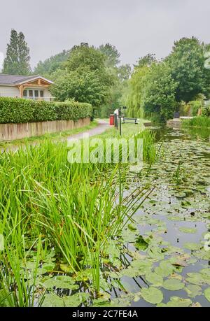 Water reeds and lilies beside the towpath at the Market Harborough Arm of the Grand Union Canal on a dreary, rainy, summer day. Stock Photo