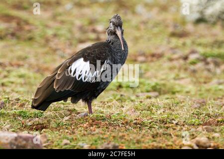 The wattled ibis (Bostrychia carunculata) is a species of bird in the family Threskiornithidae. It is endemic to the Ethiopian highlands and is found Stock Photo