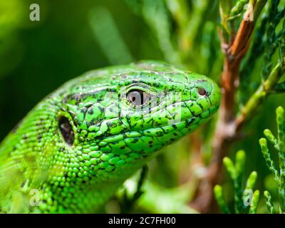 Male Lacerta Agilis Sand Lizard Reptile Animal Macro Close-up Stock Photo