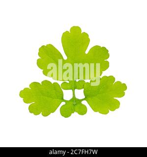 Green Celandine Herb or Chelidonium Majus Plant Leaf Isolated on White Close-up Stock Photo