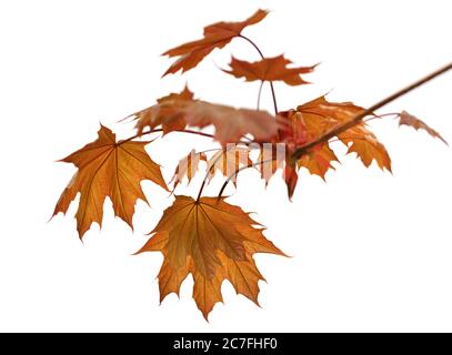 Branch of maple tree with autumn maple-leafs isolated on white background Stock Photo