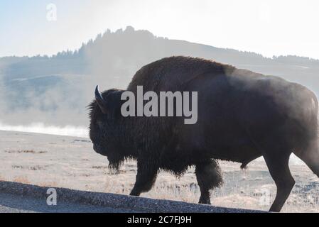 Aggressive Bizon walking looking for trouble in the middle of the field Stock Photo