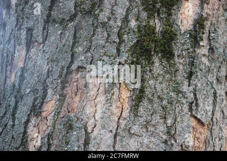 Old tree bark with ridges on it under summer evening sun Stock Photo