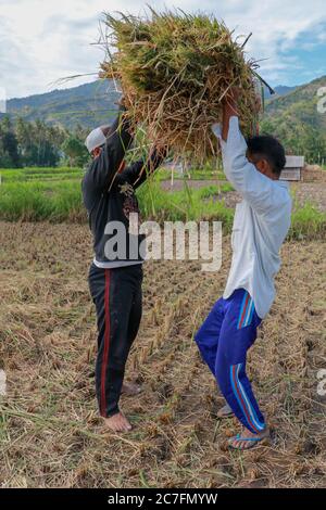 Balinese rice farmer at work harvesting ripe rice on a beautiful sunny day. Two men working in the field. A younger man helps an older one to pick up Stock Photo
