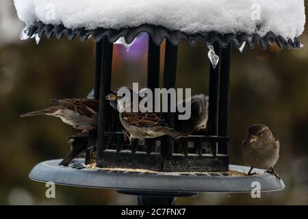 Group of beautiful sparrows sitting in a metal bird house protecting themselves from the snow Stock Photo