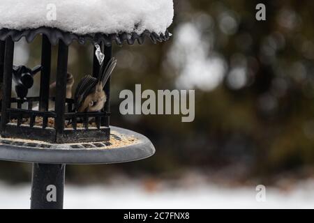 Group of beautiful sparrows sitting in a metal bird house protecting themselves from the snow Stock Photo