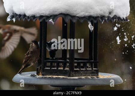 Group of beautiful sparrows sitting in a metal bird house protecting themselves from the snow Stock Photo