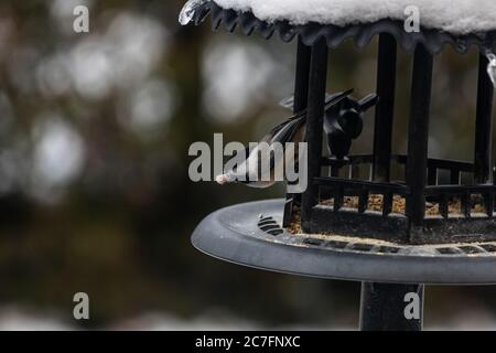 Group of beautiful sparrows sitting in a metal bird house protecting themselves from the snow Stock Photo