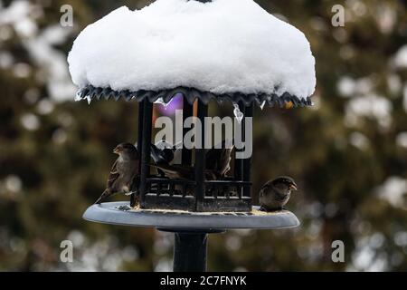 Group of beautiful sparrows sitting in a metal bird house protecting themselves from the snow Stock Photo