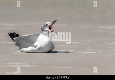 Grey and white seagull with a long open beak in a beach against a blurry background Stock Photo