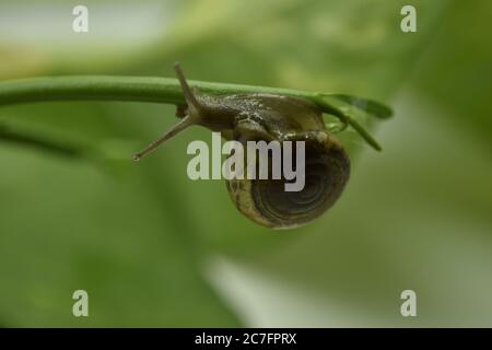 A closeup photograph of a Snail on a plant. Stock Photo