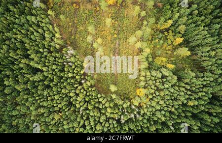 Deforest of green forest above top drone view. Making field fron cutting trees in forest Stock Photo