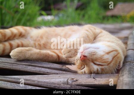 Adorable Lazy Golden Brown Cat Napping on the Bamboo Bridge Stock Photo