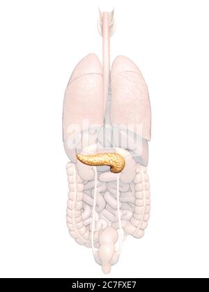 3d rendered, medically accurate illustration of the pancreas Stock Photo