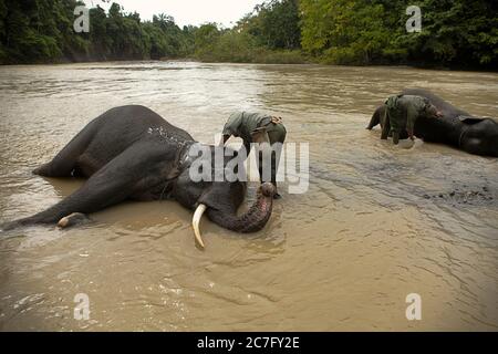 Park rangers bathing elephants at an elephant camp managed by Conservation Response Unit (CRU)--Gunung Leuser National Park, in Tangkahan, Indonesia. Stock Photo