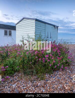 Beach huts on Kingsdown beach near Deal with Red Valerian flowers in the foreground. Stock Photo
